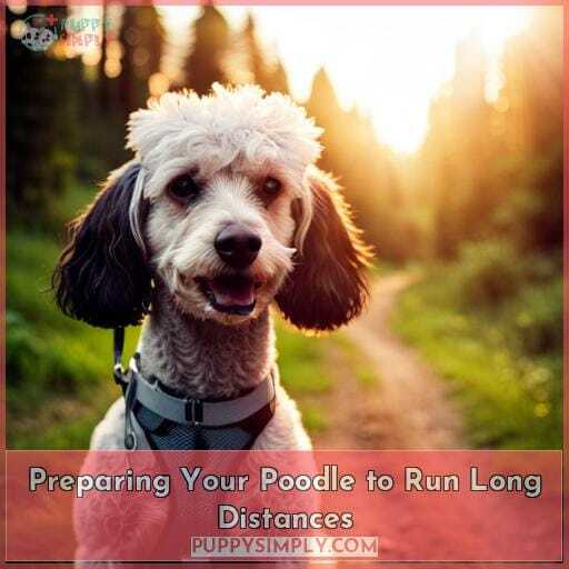 Preparing Your Poodle to Run Long Distances Preparing Your Poodle to Run Long Distances