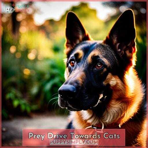 Prey Drive Towards Cats Prey Drive Towards Cats