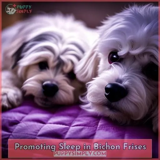 Promoting Sleep in Bichon Frises