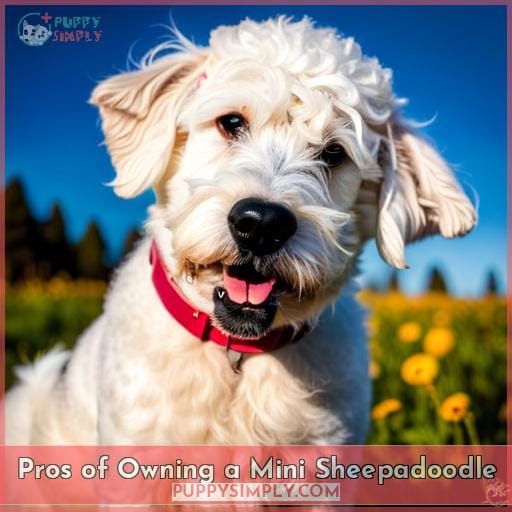 Pros of Owning a Mini Sheepadoodle