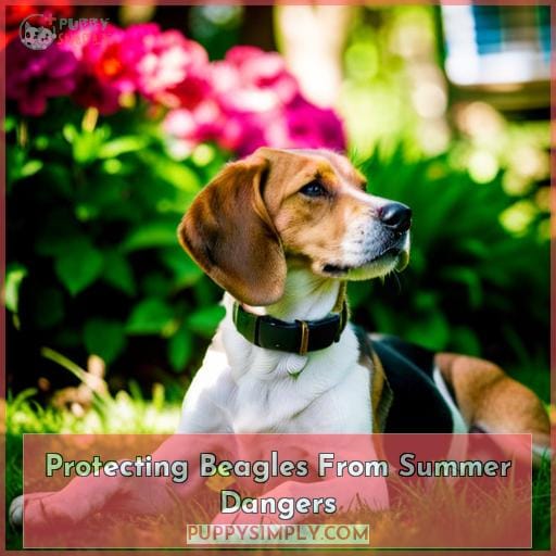 Protecting Beagles From Summer Dangers Protecting Beagles From Summer Dangers
