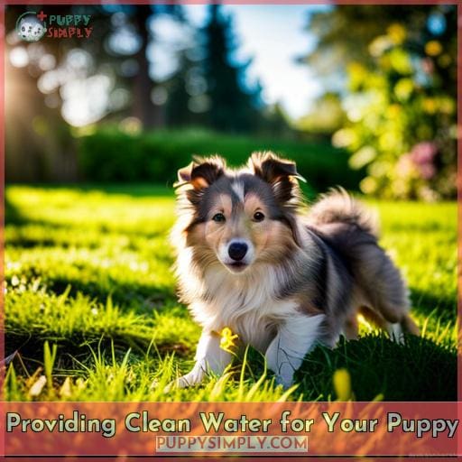 Providing Clean Water for Your Puppy Providing Clean Water for Your Puppy