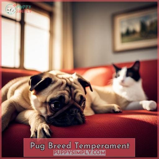 Pug Breed Temperament