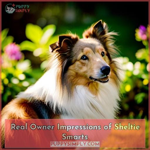 Real Owner Impressions of Sheltie Smarts Real Owner Impressions of Sheltie Smarts