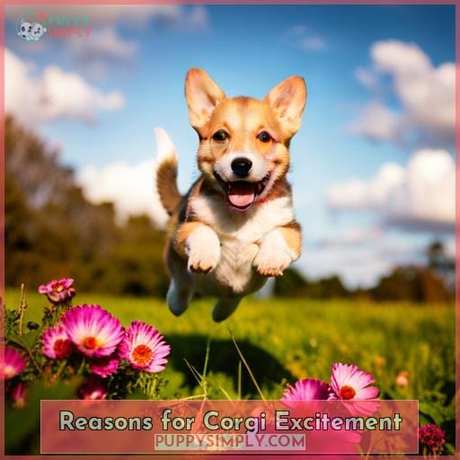 Reasons for Corgi Excitement Reasons for Corgi Excitement