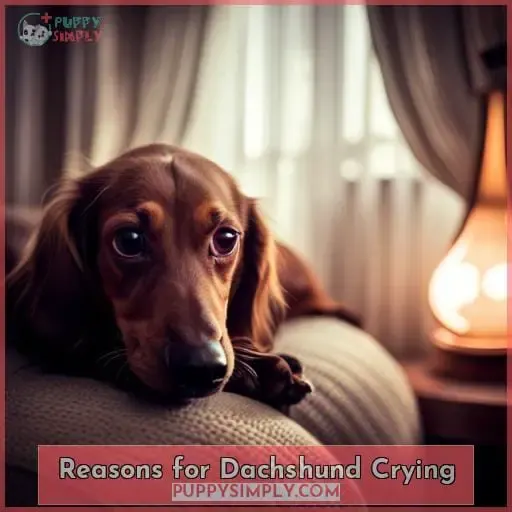 Reasons for Dachshund Crying