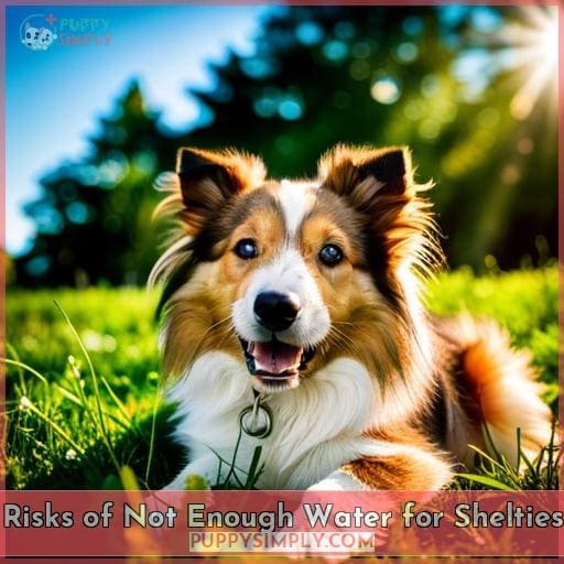 Risks of Not Enough Water for Shelties Risks of Not Enough Water for Shelties