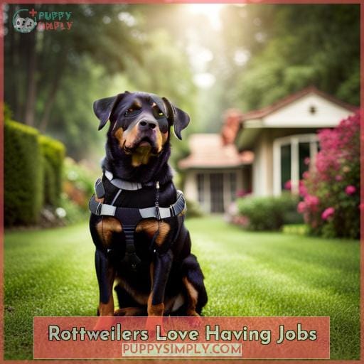 Rottweilers Love Having Jobs