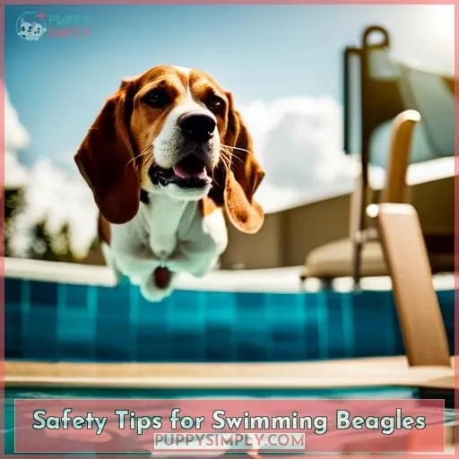 Safety Tips for Swimming Beagles