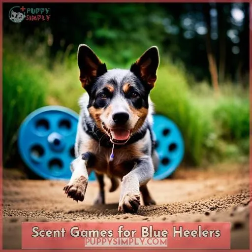 Scent Games for Blue Heelers