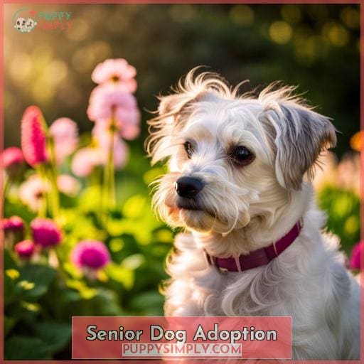 Senior Dog Adoption