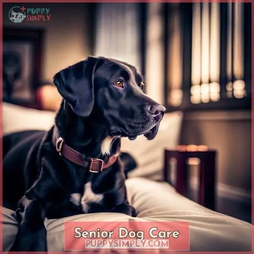 Senior Dog Care