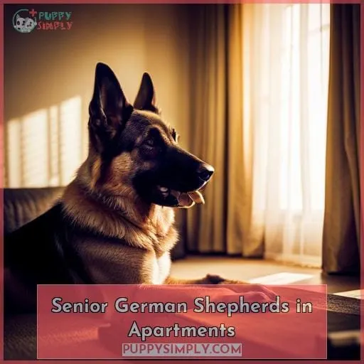 Senior German Shepherds in Apartments