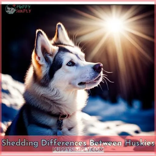 Shedding Differences Between Huskies