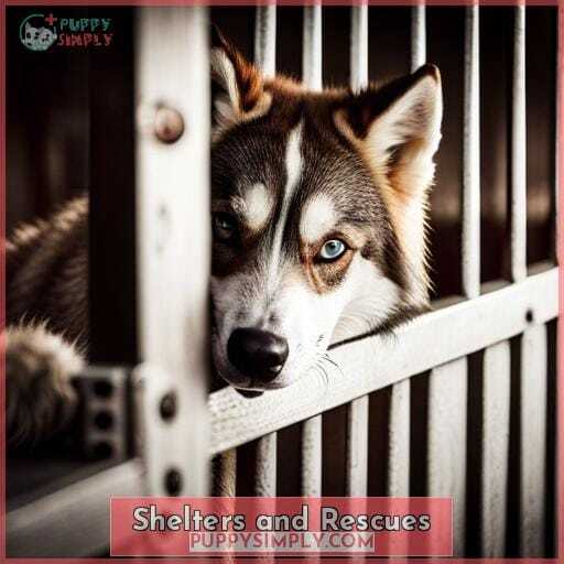 Shelters and Rescues Shelters and Rescues