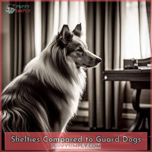 Shelties Compared to Guard Dogs