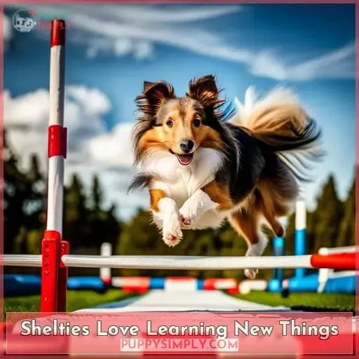 Shelties Love Learning New Things