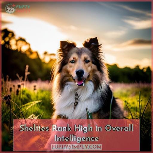 Shelties Rank High in Overall Intelligence Shelties Rank High in Overall Intelligence