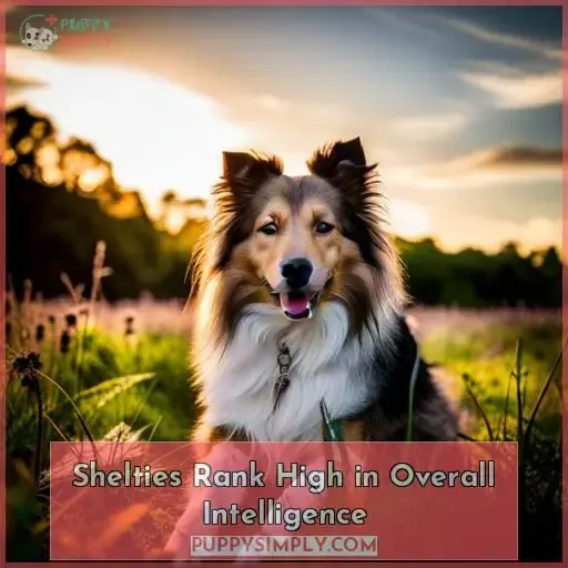 Shelties Rank High in Overall Intelligence