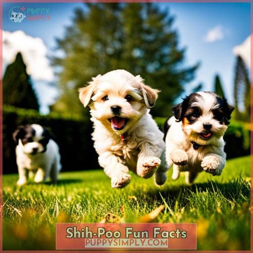 Shih-Poo Fun Facts