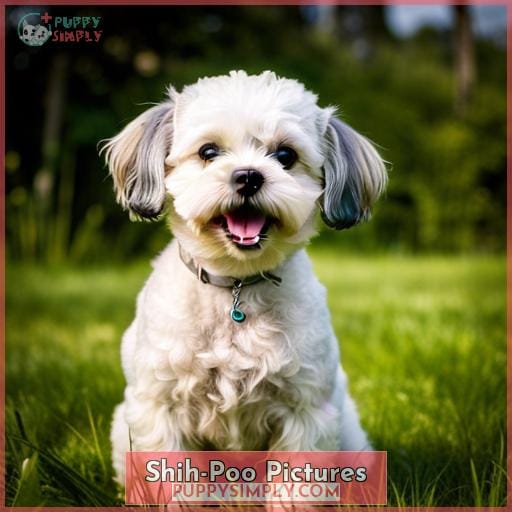 Shih-Poo Pictures