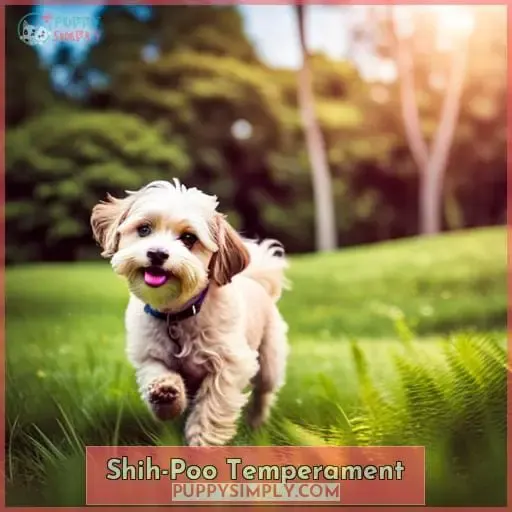 Shih-Poo Temperament