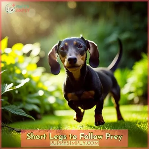Short Legs to Follow Prey