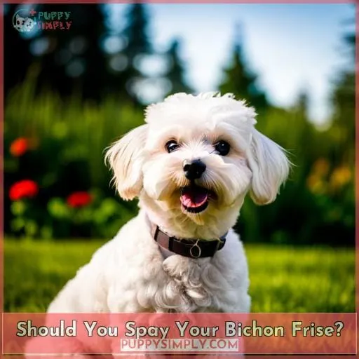 Should You Spay Your Bichon Frise