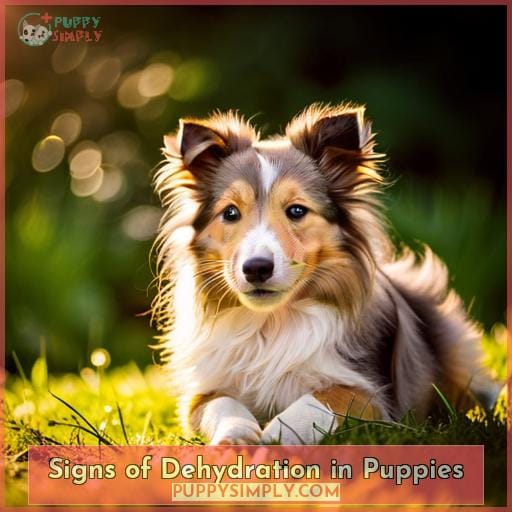 Signs of Dehydration in Puppies Signs of Dehydration in Puppies