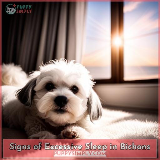 Signs of Excessive Sleep in Bichons