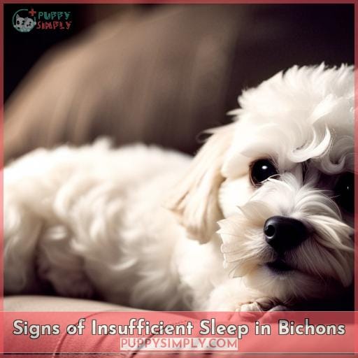 Signs of Insufficient Sleep in Bichons