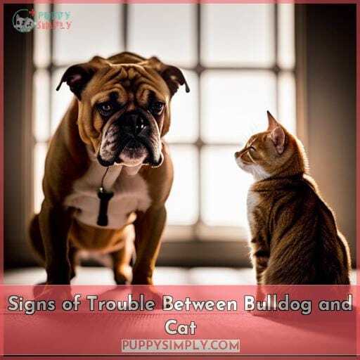 Signs of Trouble Between Bulldog and Cat Signs of Trouble Between Bulldog and Cat