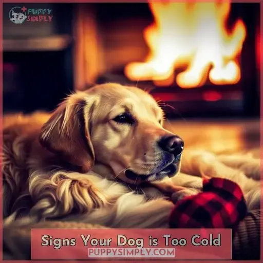 Signs Your Dog is Too Cold