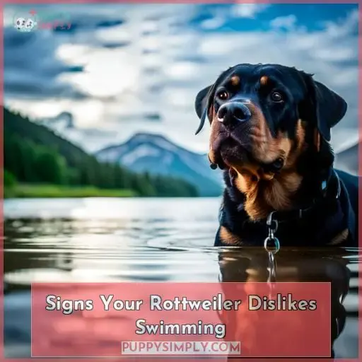 Signs Your Rottweiler Dislikes Swimming