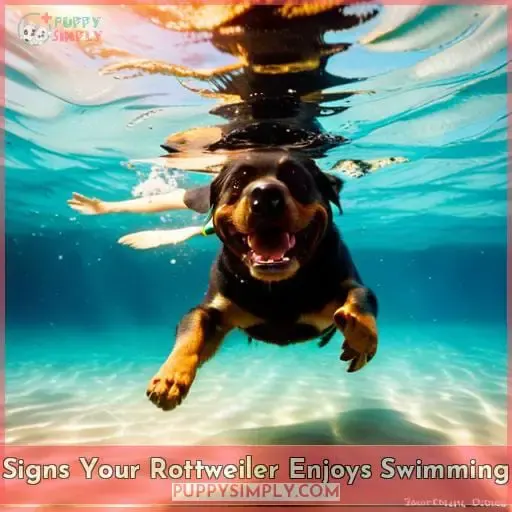 Signs Your Rottweiler Enjoys Swimming