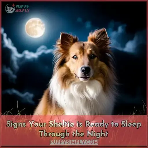 Signs Your Sheltie is Ready to Sleep Through the Night