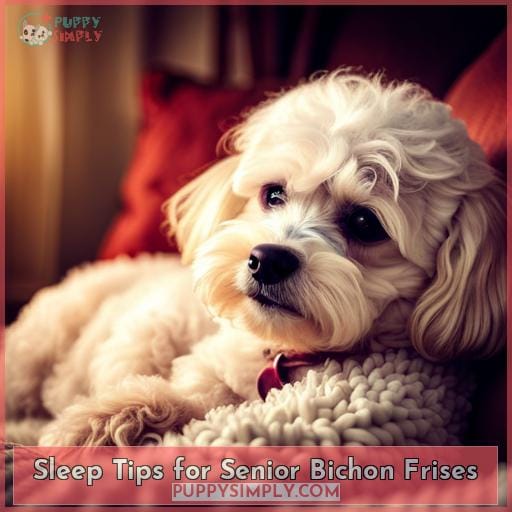 Sleep Tips for Senior Bichon Frises