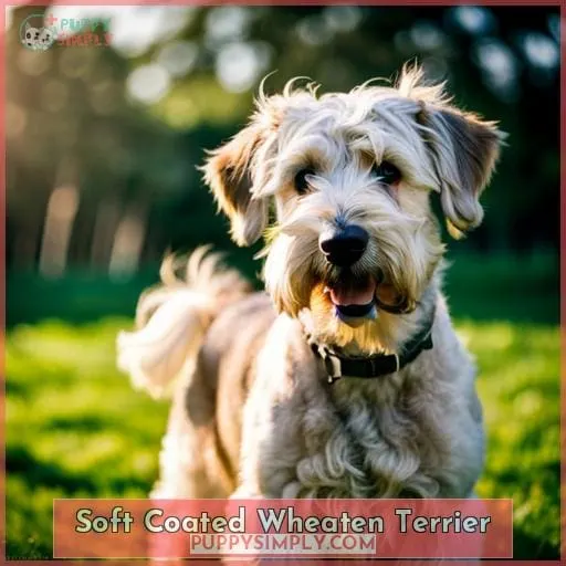 Soft Coated Wheaten Terrier