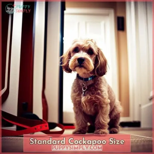 Standard Cockapoo Size