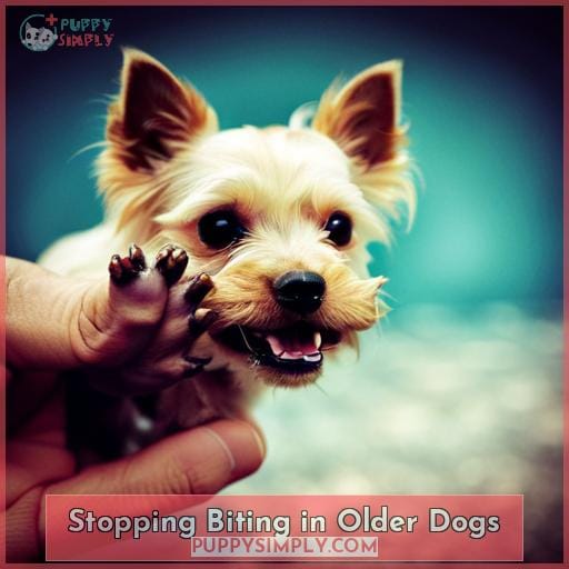 Stopping Biting in Older Dogs