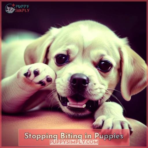 Stopping Biting in Puppies