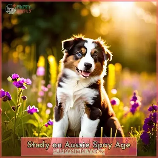 Study on Aussie Spay Age