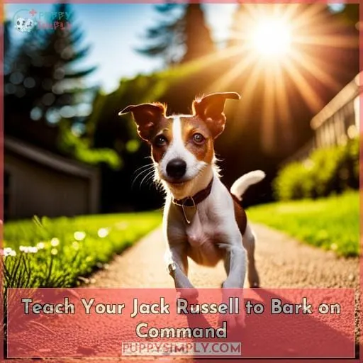 Teach Your Jack Russell to Bark on Command