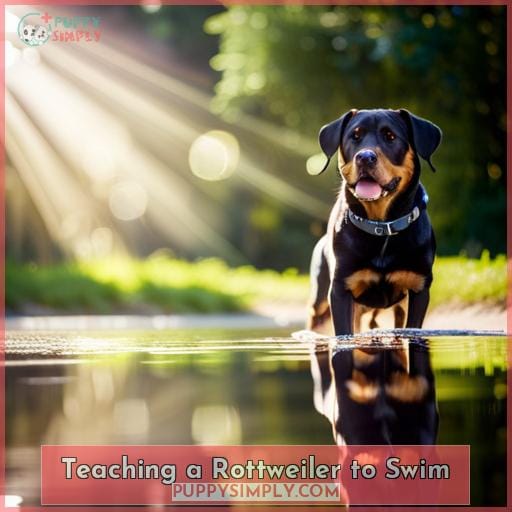 Teaching a Rottweiler to Swim