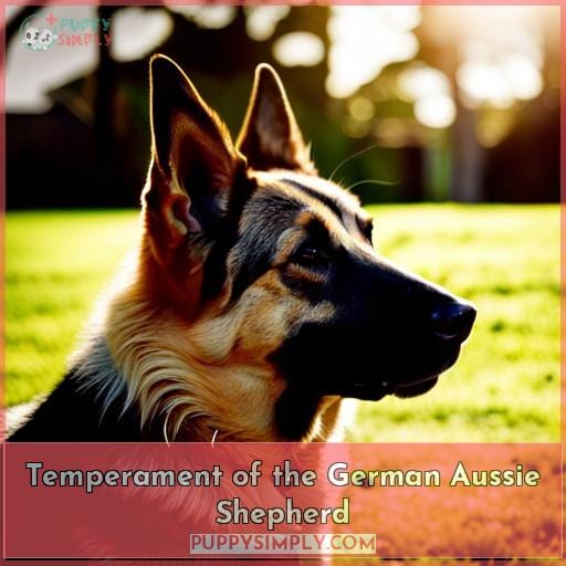 Temperament of the German Aussie Shepherd Temperament of the German Aussie Shepherd