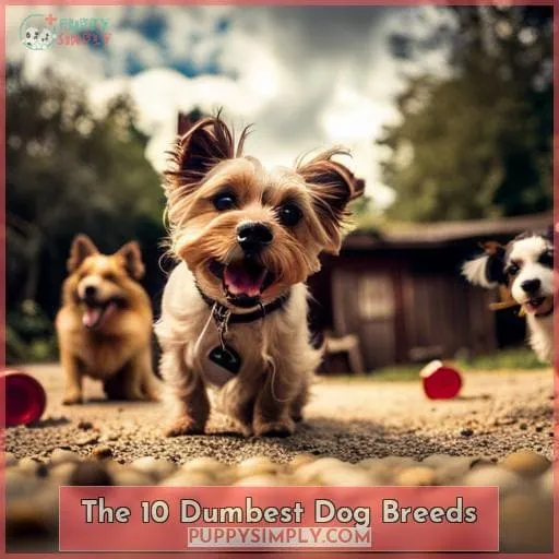 The 10 Dumbest Dog Breeds