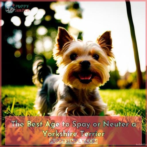 The Best Age to Spay or Neuter a Yorkshire Terrier