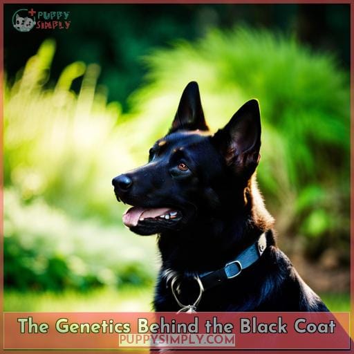 The Genetics Behind the Black Coat