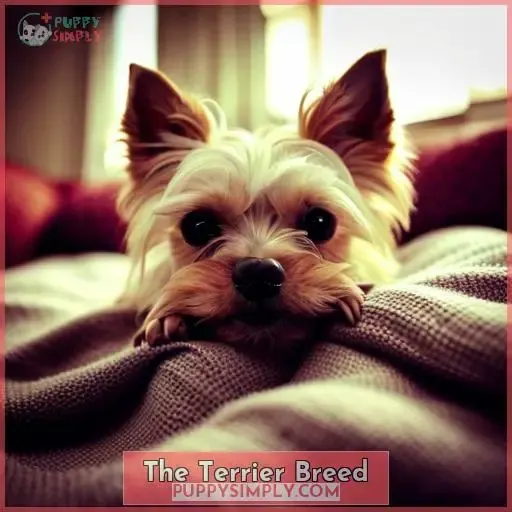 The Terrier Breed