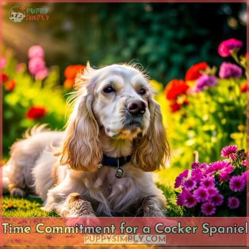 Time Commitment for a Cocker Spaniel